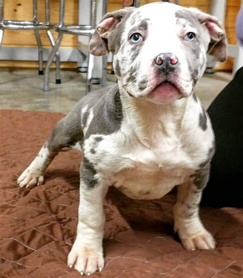 <b>Pitbull</b> found. . Xxl pitbull puppies for sale craigslist texas